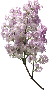 Lilac PNG-85138